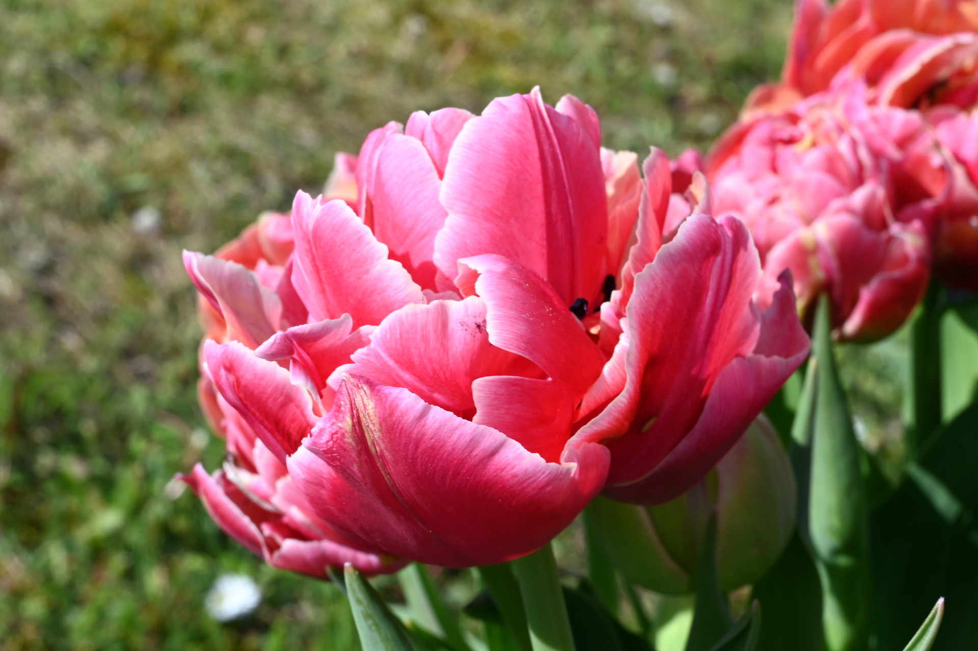 Gefüllte frühe Tulpen Verona Sunrise