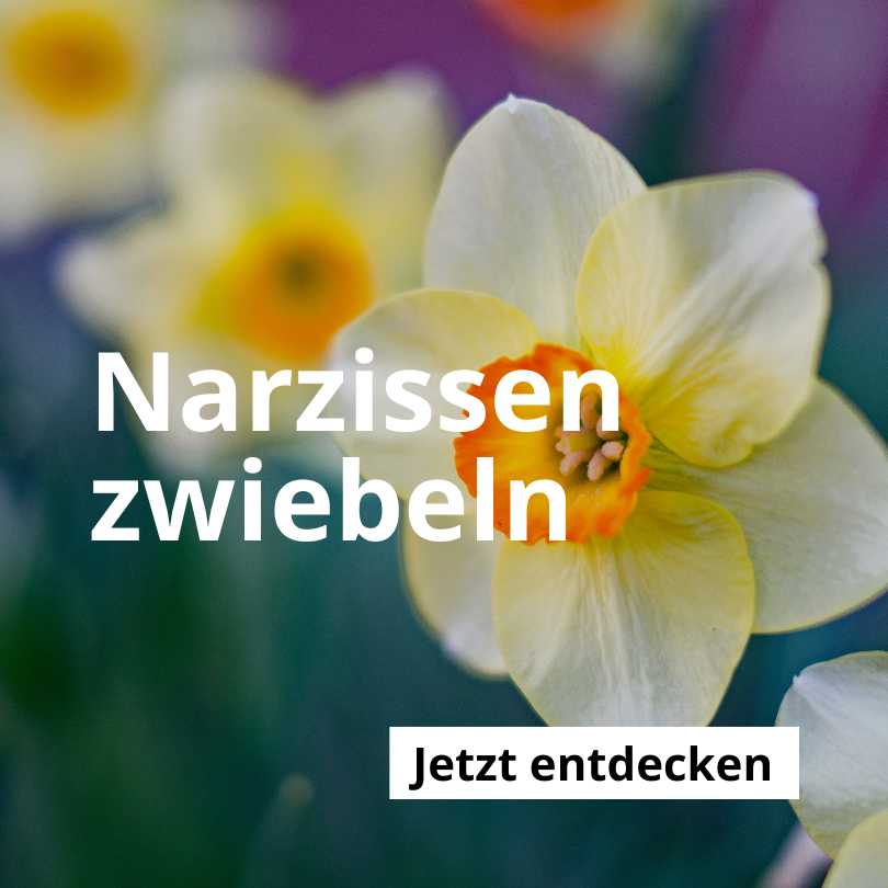 Narzissen-Zwiebeln