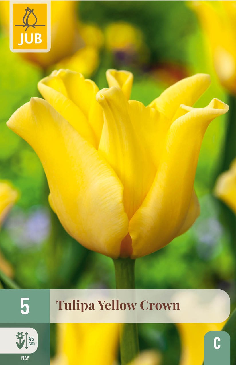 Triumph-Tulpen Yellow Crown