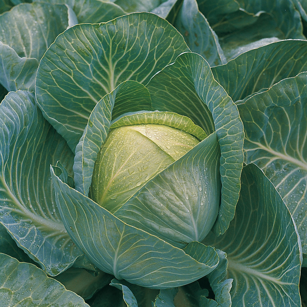 Weißkohl (Bio) Impala F1