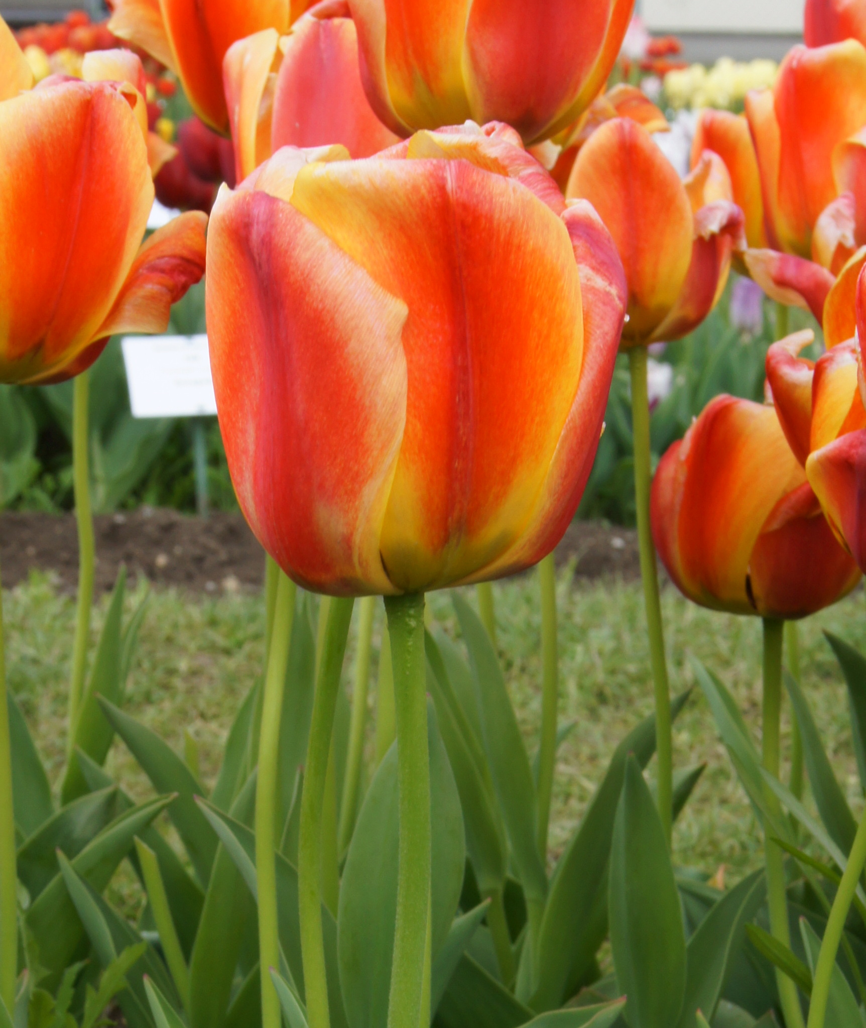 224182_D.-H.-Tulpen Apeldoorns Elite_1 Nahaufnahme einer rot-orangenen Tulpe mit gelben Akzenten in einem Blumenbeet