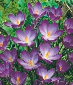 Crocus tommasinianus Ruby Giant