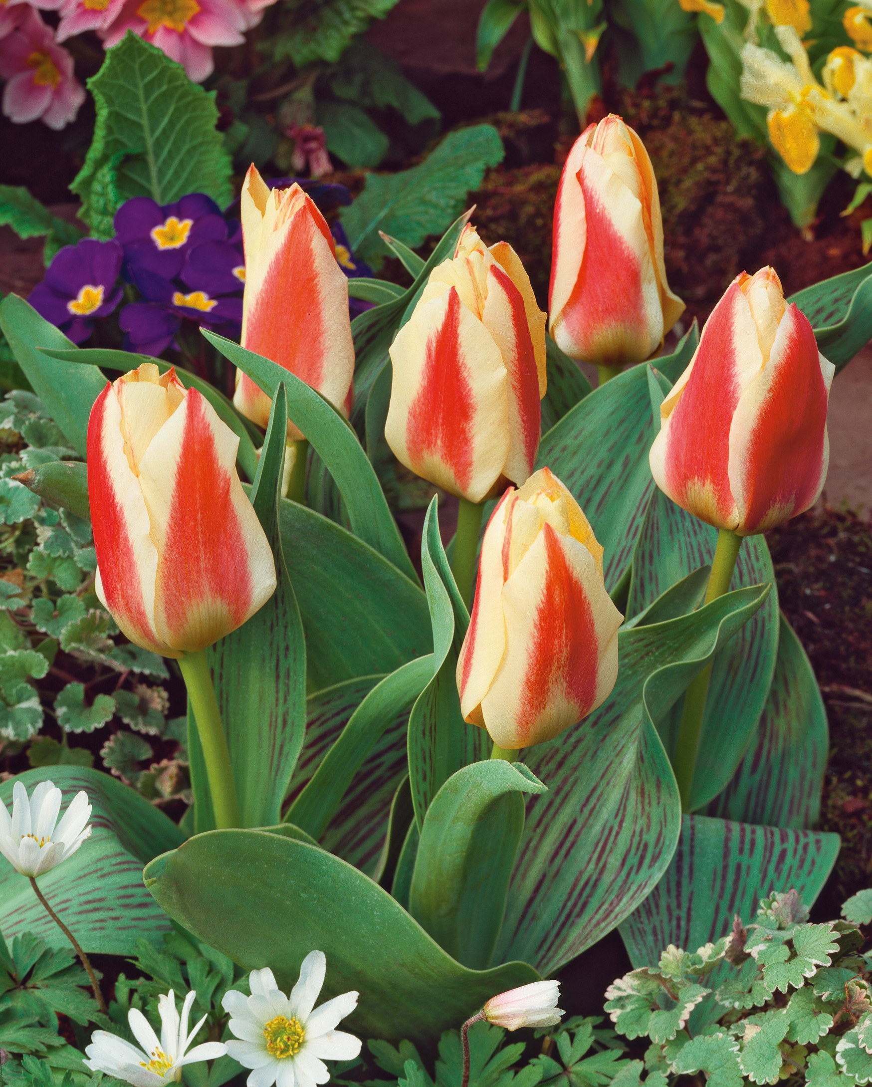 234261_Greigii-Tulpen_Tarafa Nahaufnahme von zweifarbigen Tulpen mit elfenbeinfarbenen Blüten und roten Flammenmustern, umgeben von grünen Blättern sowie kleinen weißen und violetten Frühlingsblumen im Beet