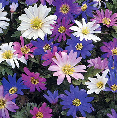 Bunte Frühlingsblumen in voller Blüte Verschiedene bunte Frühlingsblumen mit weißen, rosa und blauen Blüten