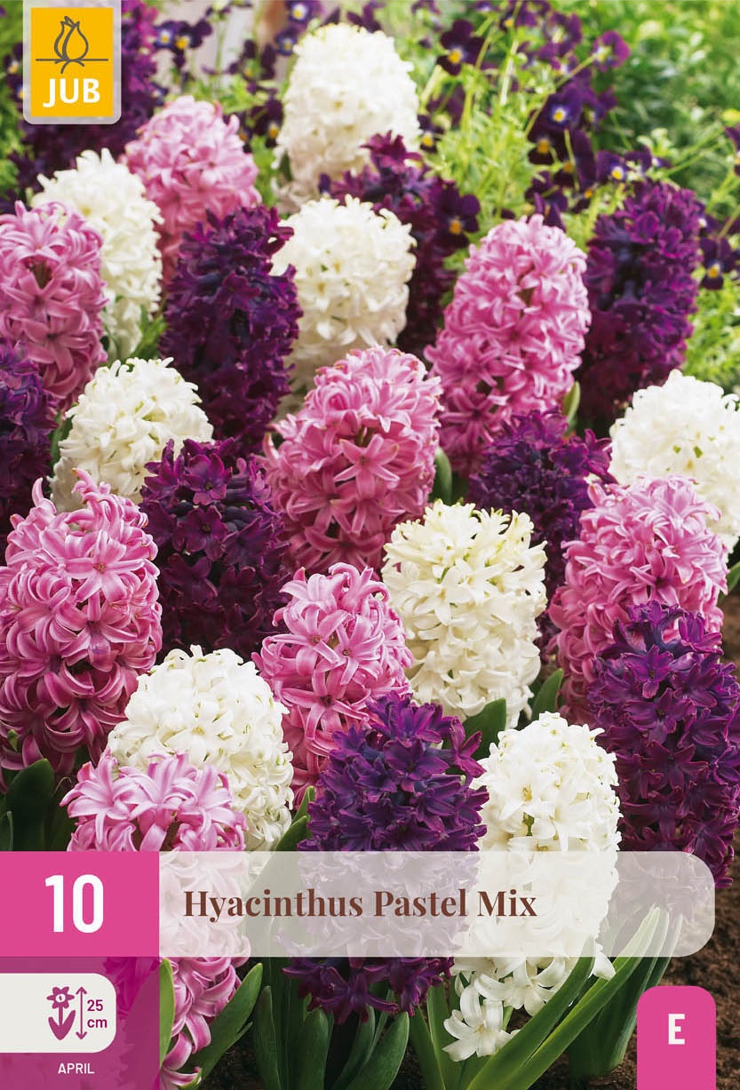 Garten-Hyazinthen Pastel Mischung