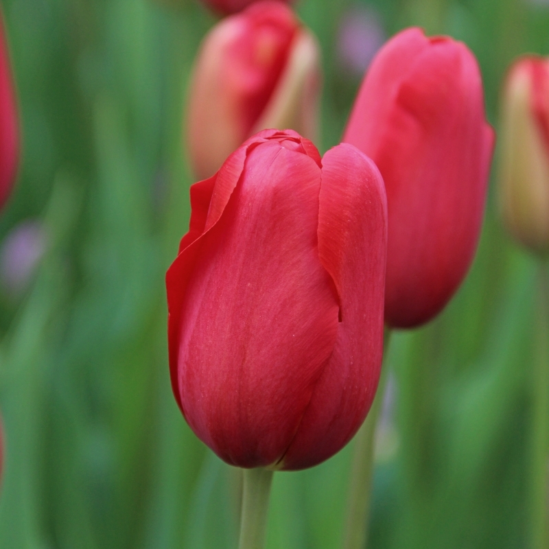 225292_Einf. späte Tulpen Sky high Scarle Nahaufnahme einer roten Tulpe mit unscharfem grünem Hintergrund