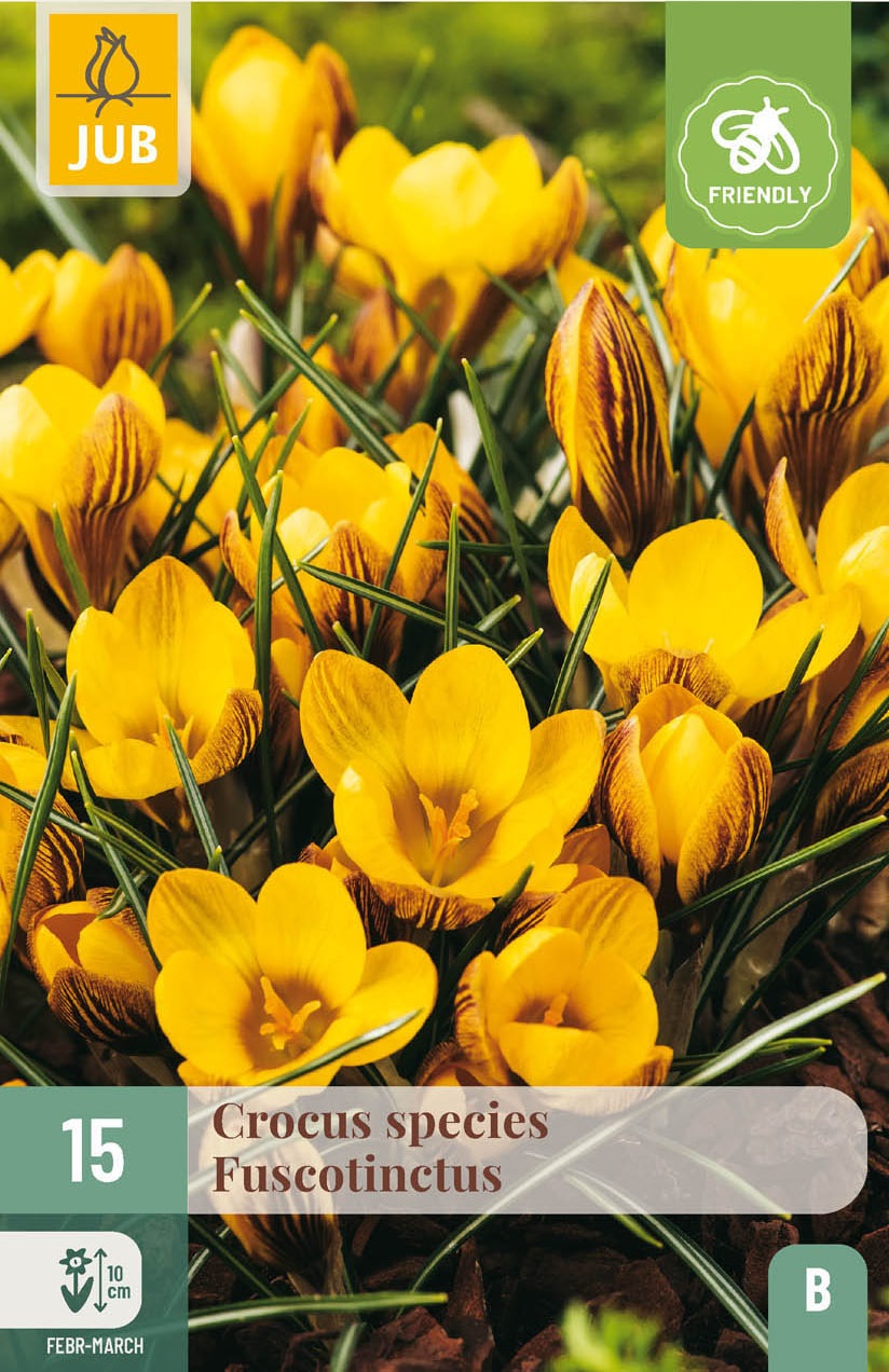 Crocus fuscotinctus