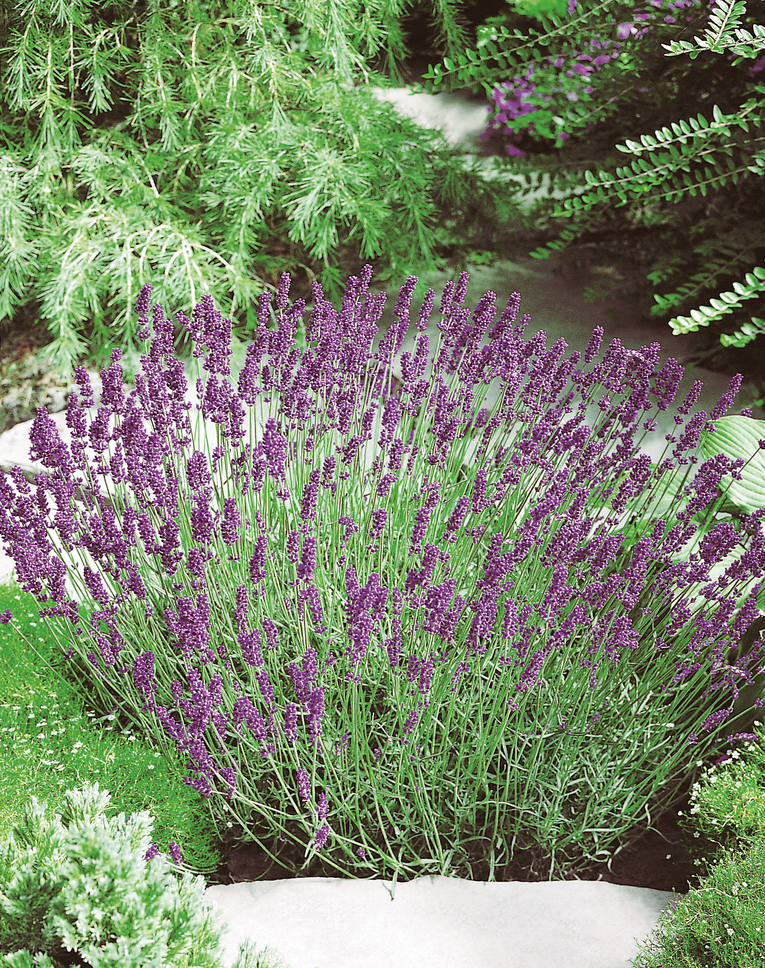 Lavendel