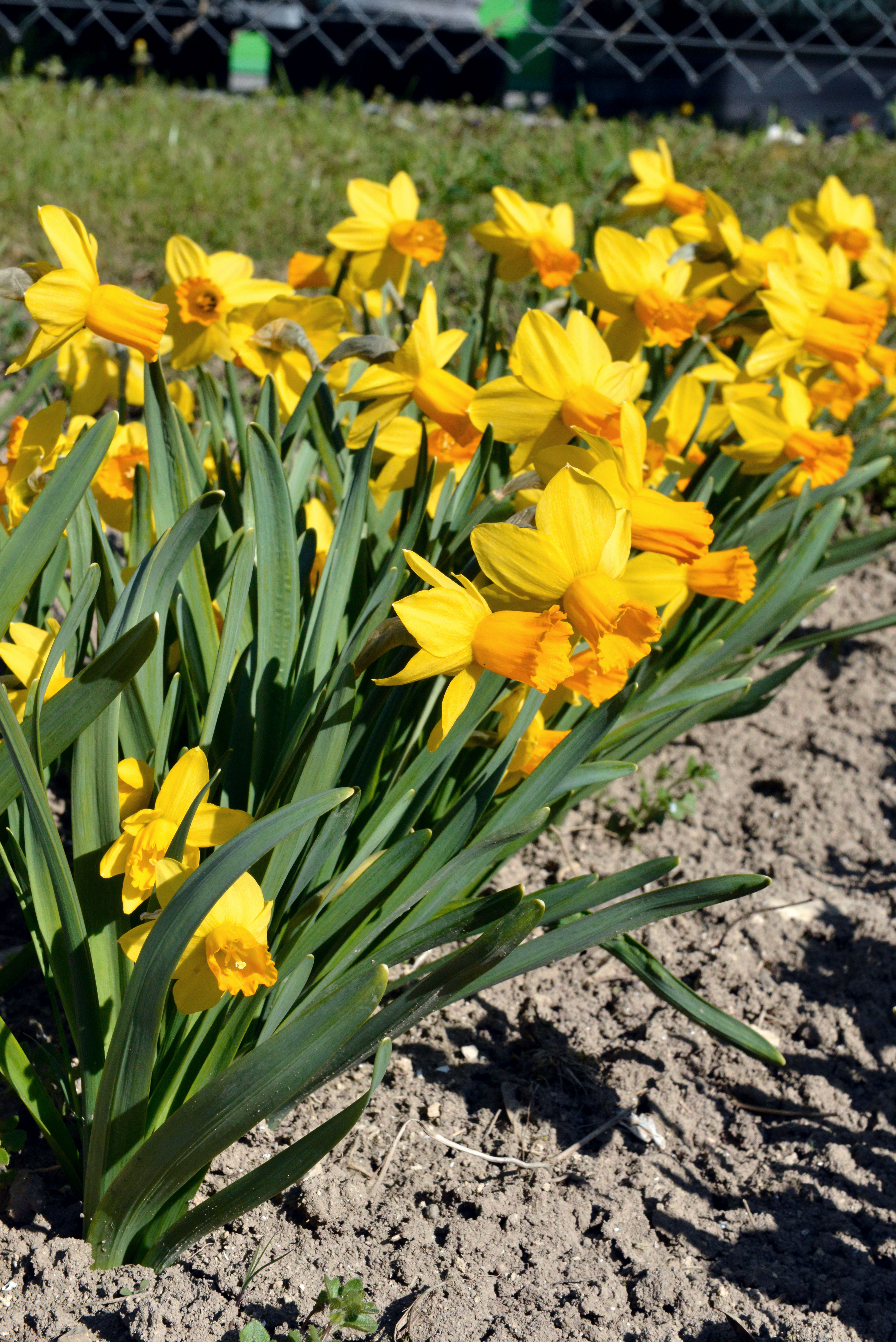 Gelbe Narzissen (Osterglocken) in voller Blüte in einem Gartenbeet, Nahaufnahme mit grünen Blättern und brauner Erde im Vordergrund