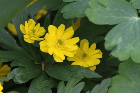 265391_Anemonen ranunculoides Mehrere gelbe Blüten in Nahaufnahme, umgeben von gelappten grünen Blättern