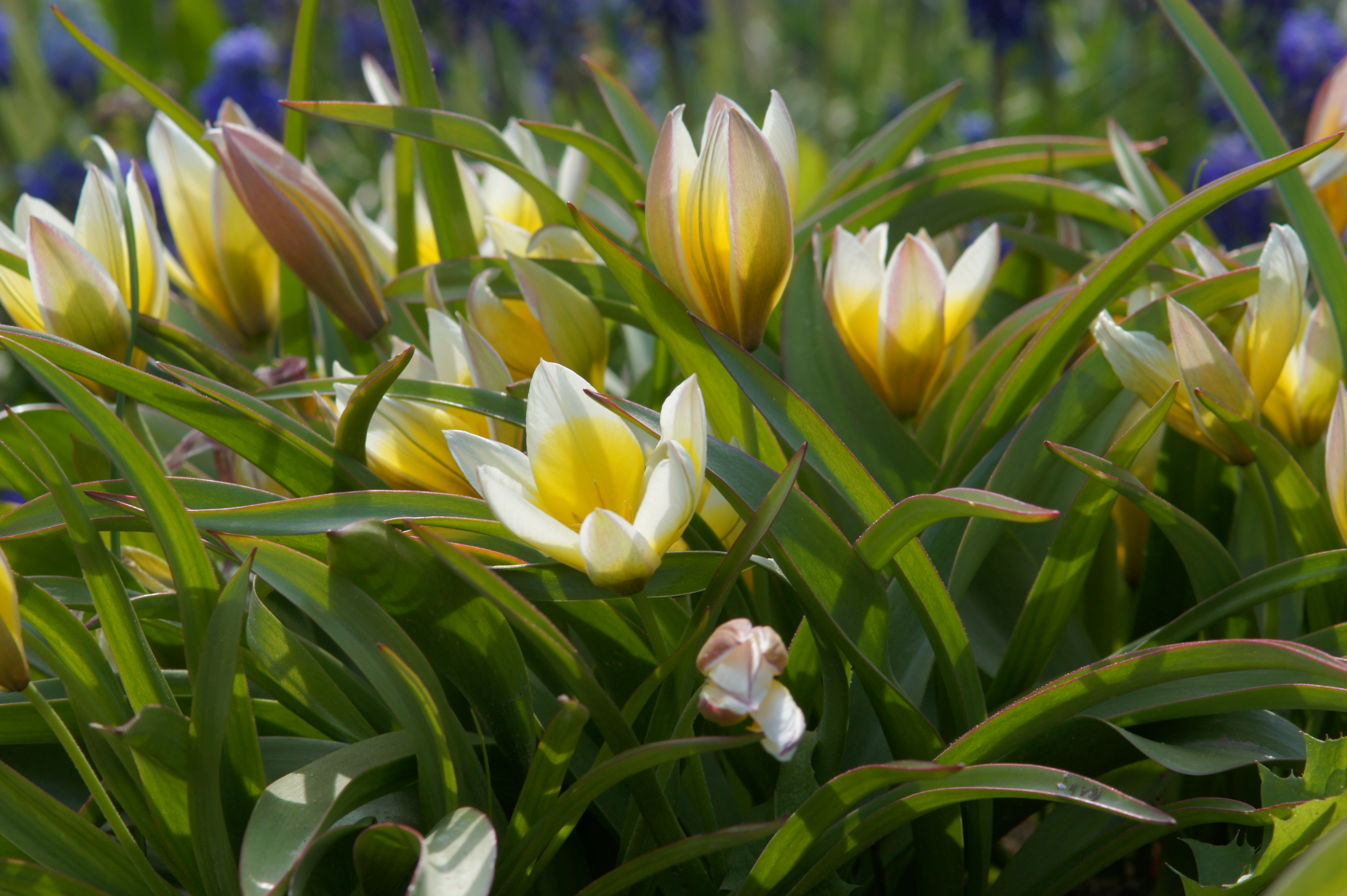 Nahaufnahme gelb-weißer Tulpen mit leuchtend gelben Blütenherzen zwischen dichtem grünem Laub im Frühlingsgarten; mehrere offene und knospende Blüten sichtbar