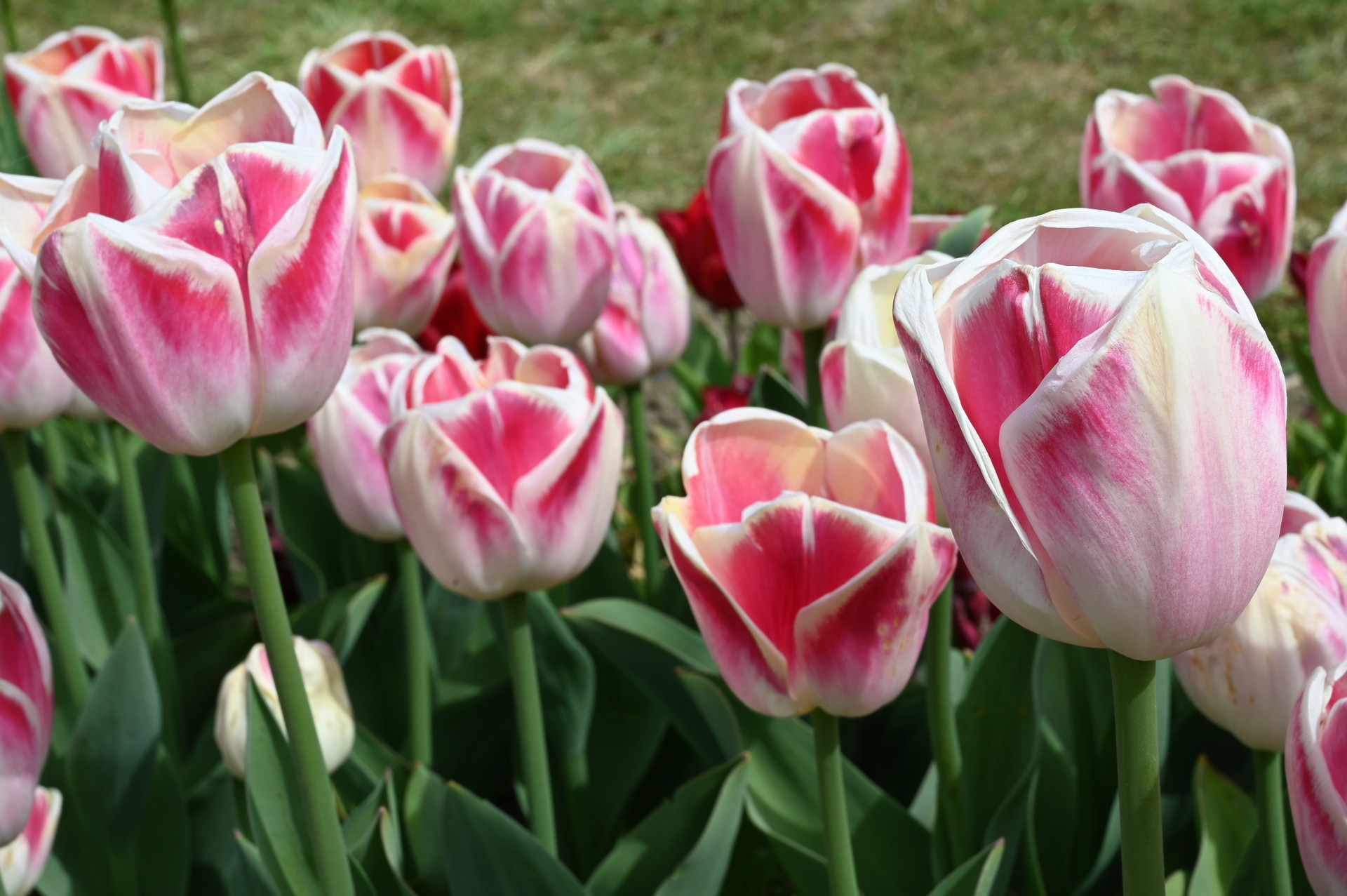 Triumph-Tulpen Buckingham