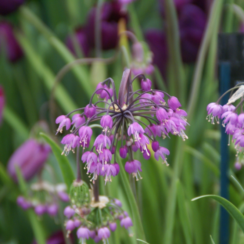 Nahaufnahme einer lila Allium-Blüte (Zierlauch) mit vielen glockenförmigen Einzelblüten an einem kugeligen Blütenstand, unscharfer grüner Hintergrund.