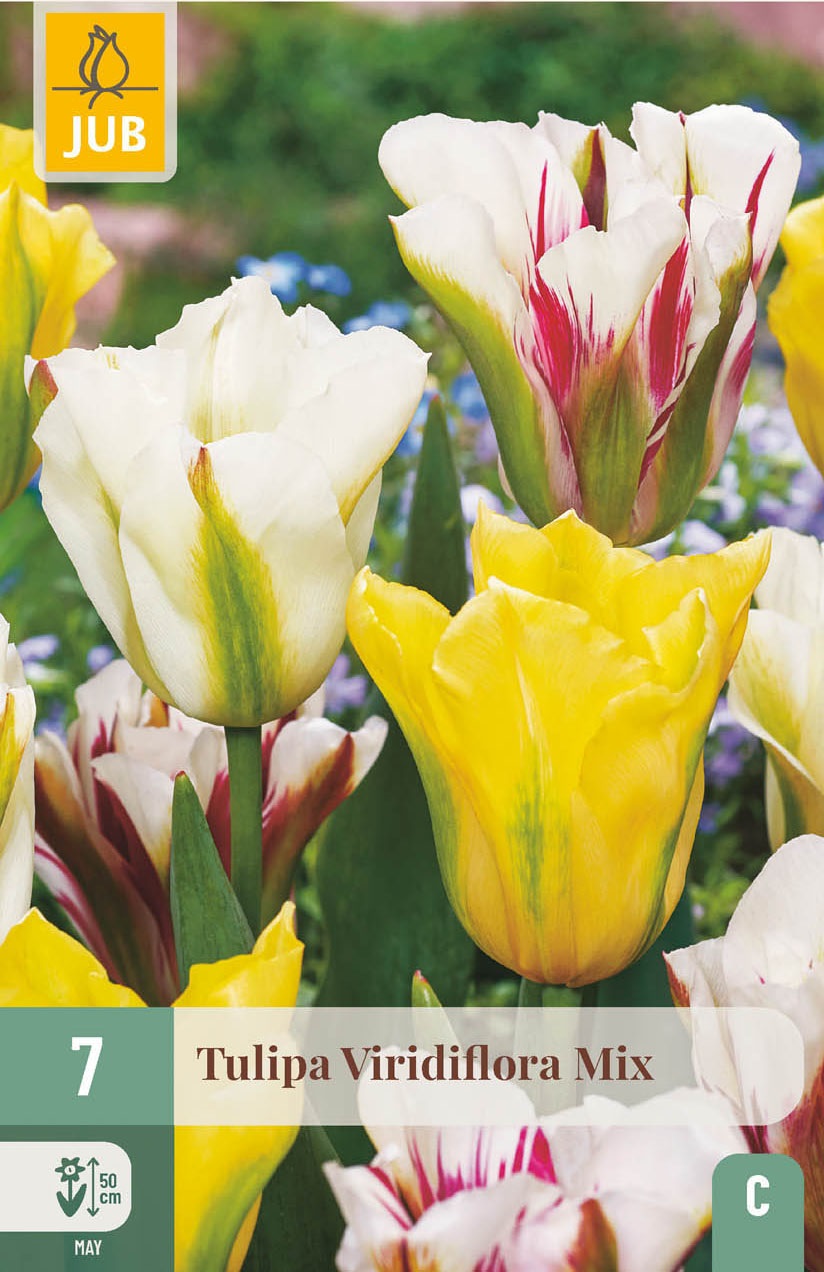 Viridiflora-Tulpen Mischung