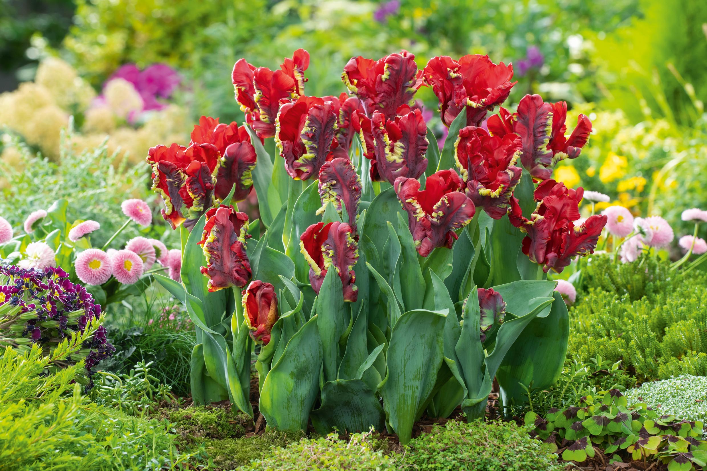 52666_60021048_SeadovParrot_RGB_FM Rote Papageien-Tulpen mit gezackten, gelben Randkanten in einem blühenden Garten, Nahaufnahme der gekräuselten Blüten und grünen Blätter.