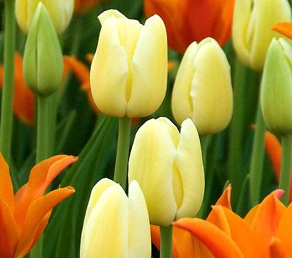 225322_Einf. späte Tulpen City of Vancouv Nahaufnahme gelber und orangefarbener Tulpen im Blumenbeet, frische Frühlingsblüten