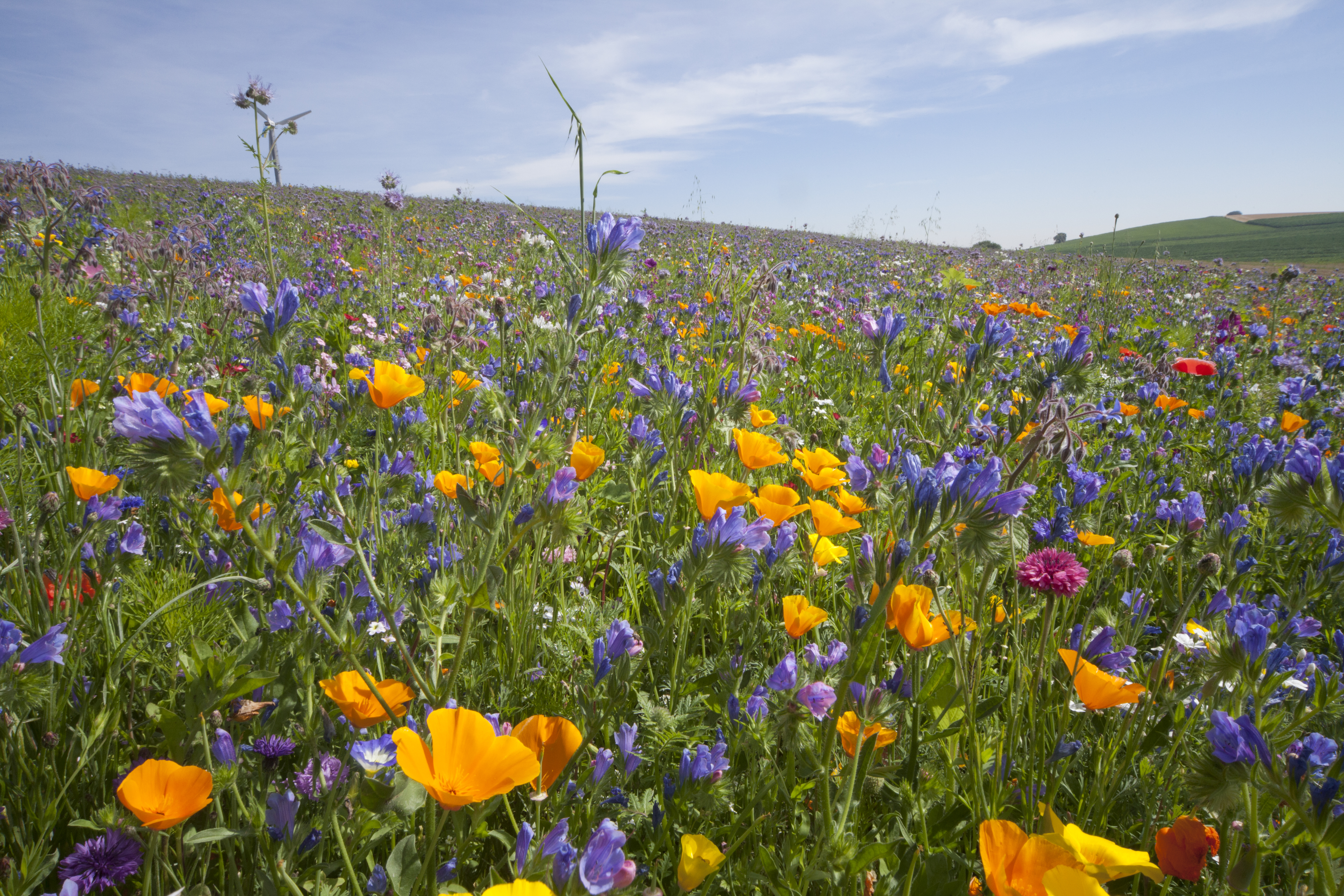Frühling Blumenwiese mit verschiedenen bunten Blumen, darunter gelbe und lila Blüten, unter blauem Himmel