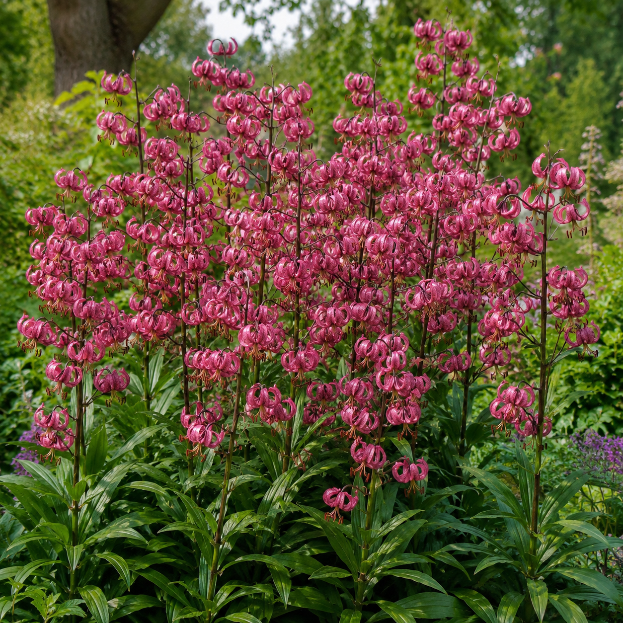 Lilium martagon Türkenbundlilie