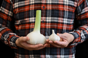 Person im karierten Hemd hält zwei frische Knoblauchknollen unterschiedlicher Größe – eine mit langem grünen Stiel, die andere kleiner, vor dunklem Hintergrund.