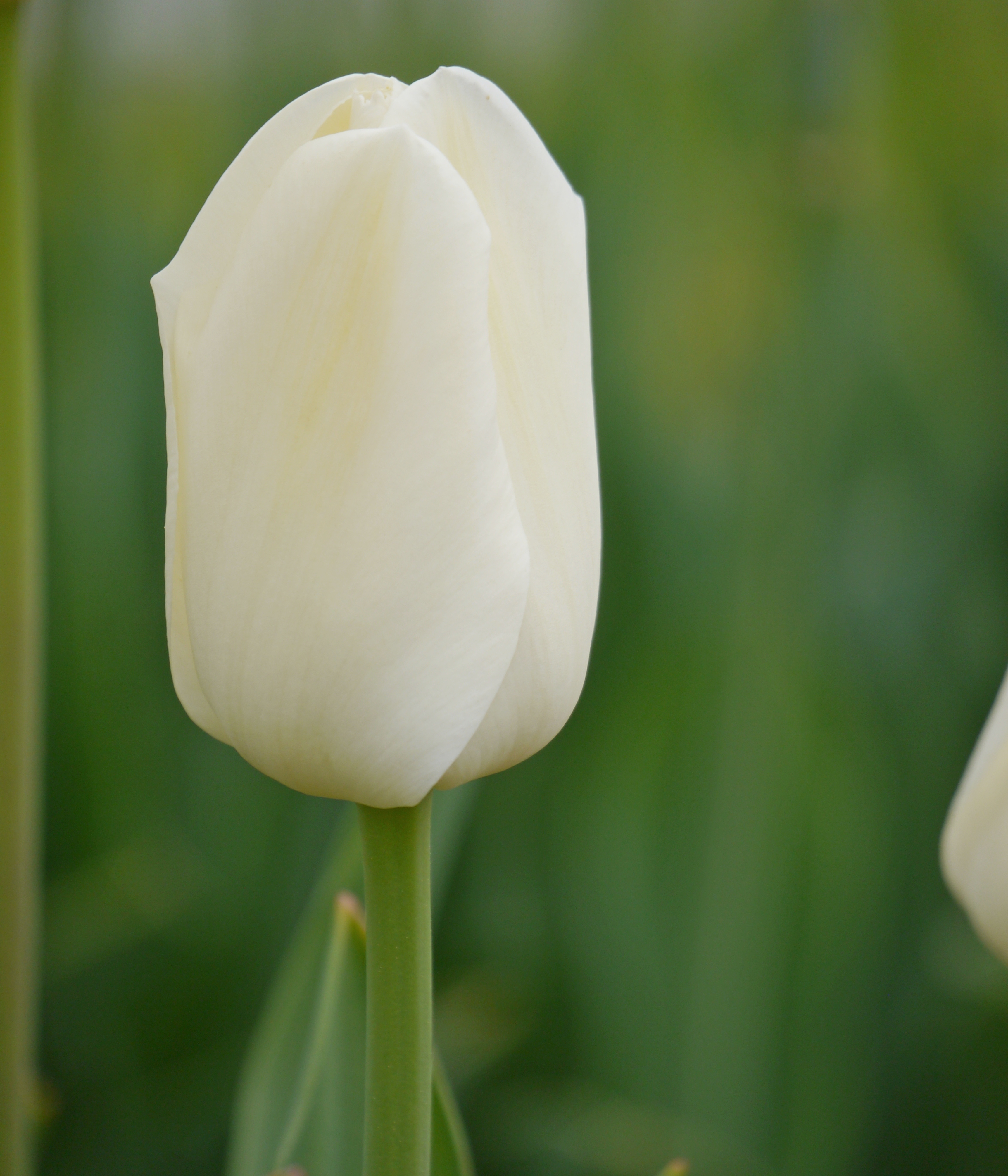 223171_Einf. späte Tulpen Catherina Nahaufnahme einer weißen Tulpe mit geschlossenem Blütenkopf, grünem Stiel und unscharfem grünem Hintergrund