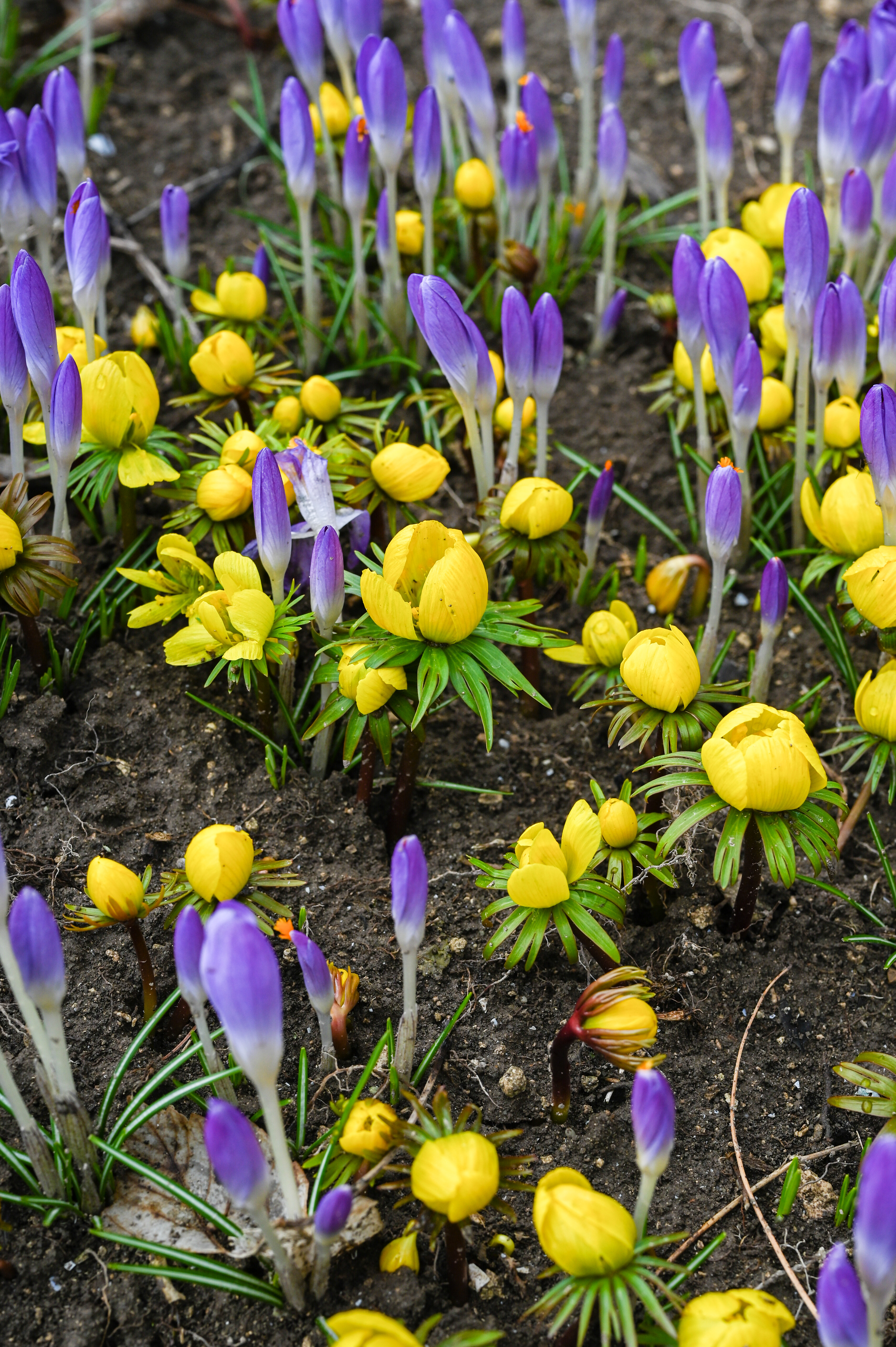 Blumenzwiebel-Mischung Imkermischung