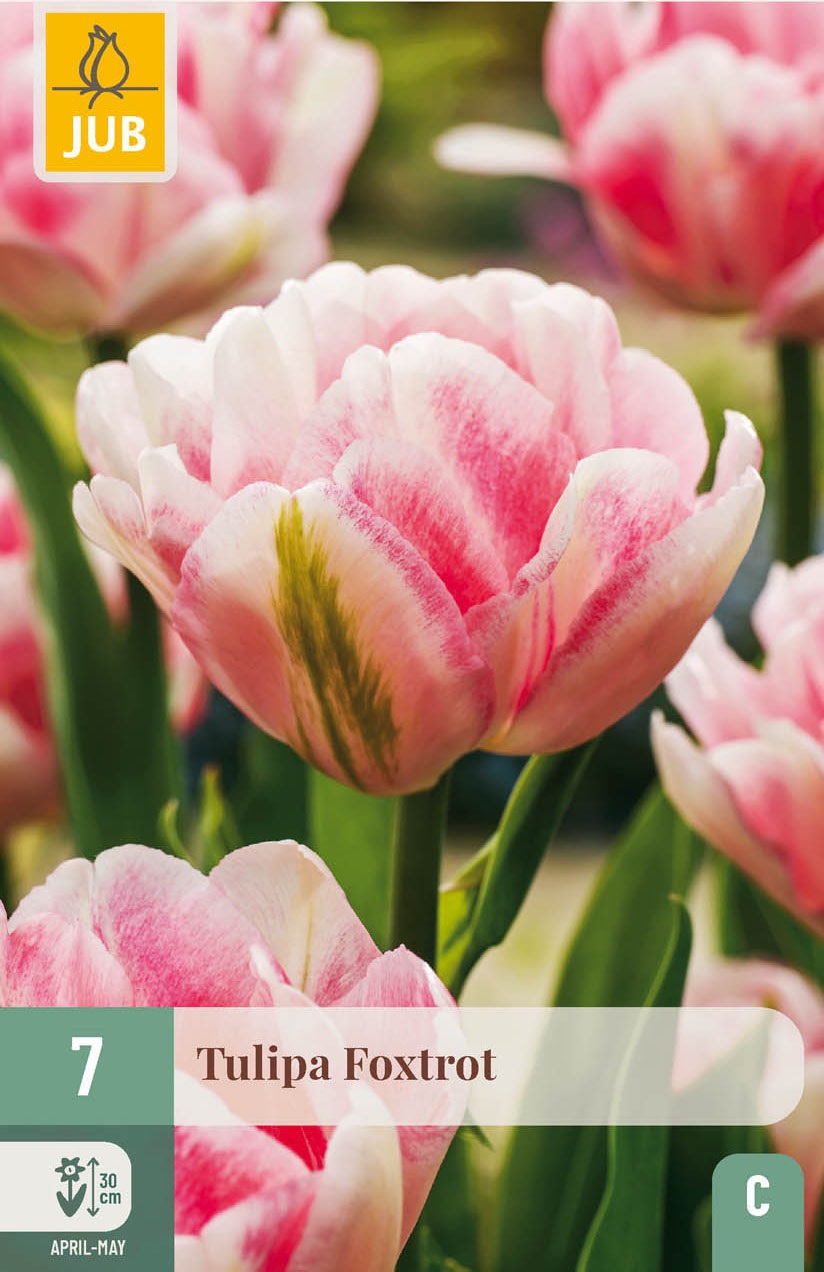 Gefüllte frühe Tulpen Foxtrott