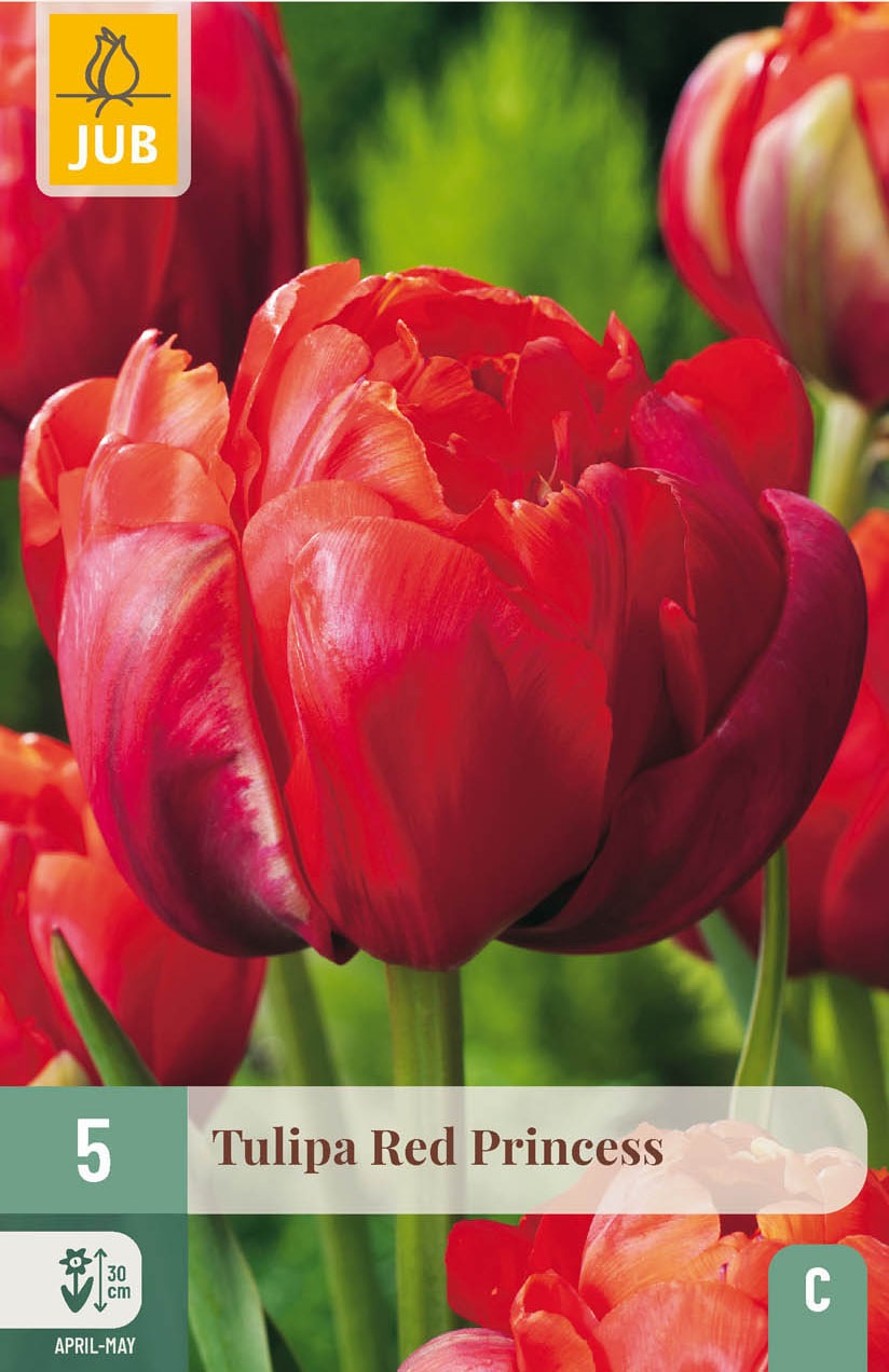 Gefüllte späte Tulpen Red Princess