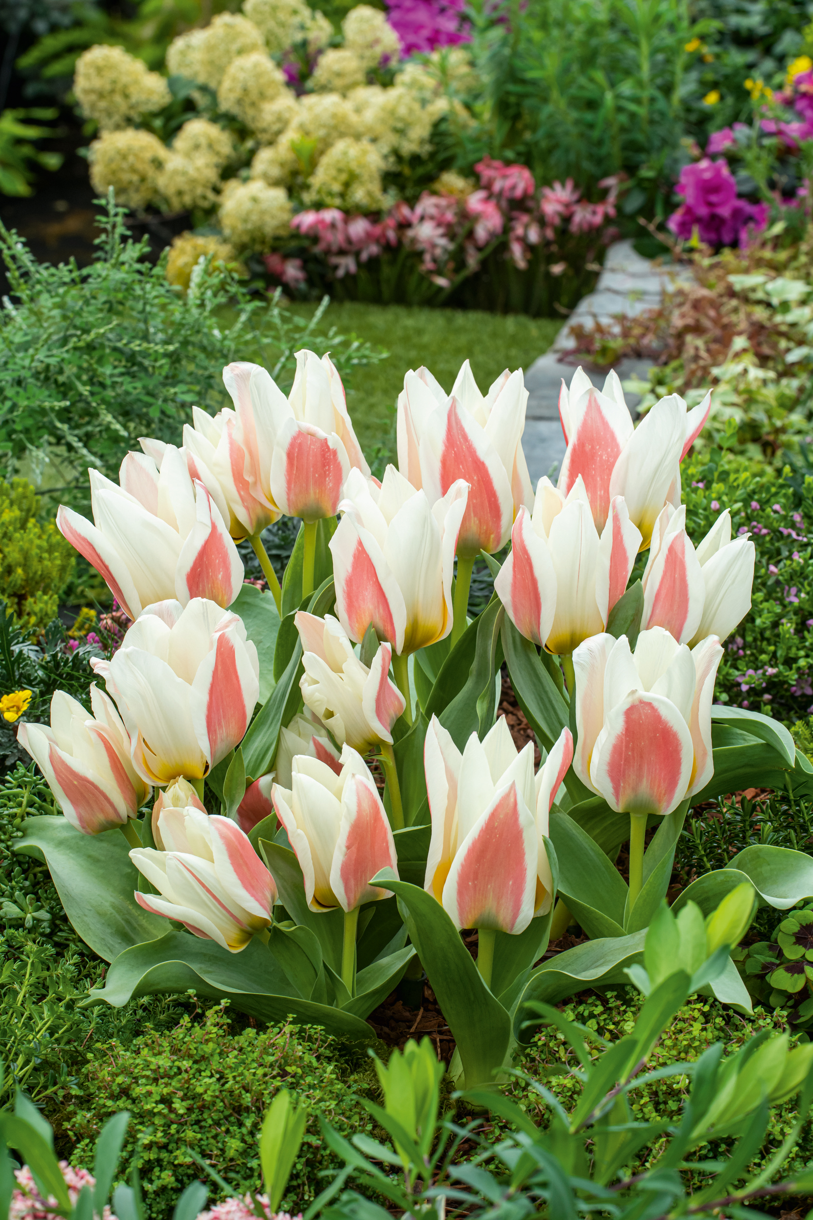 231122_Greigii-Tulpen_Serano Greigii-Tulpen Serano