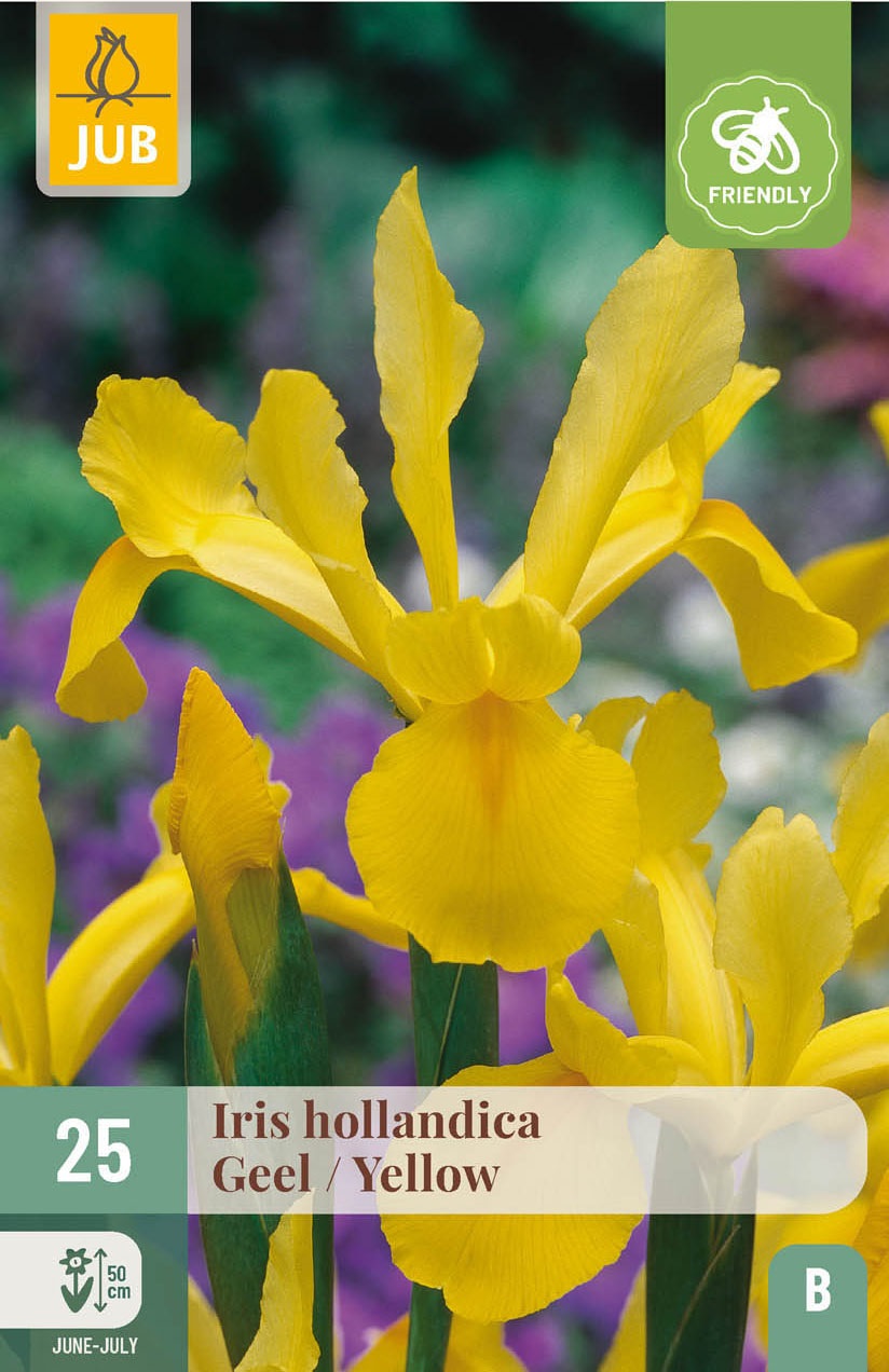 Iris Hollandica Yellow