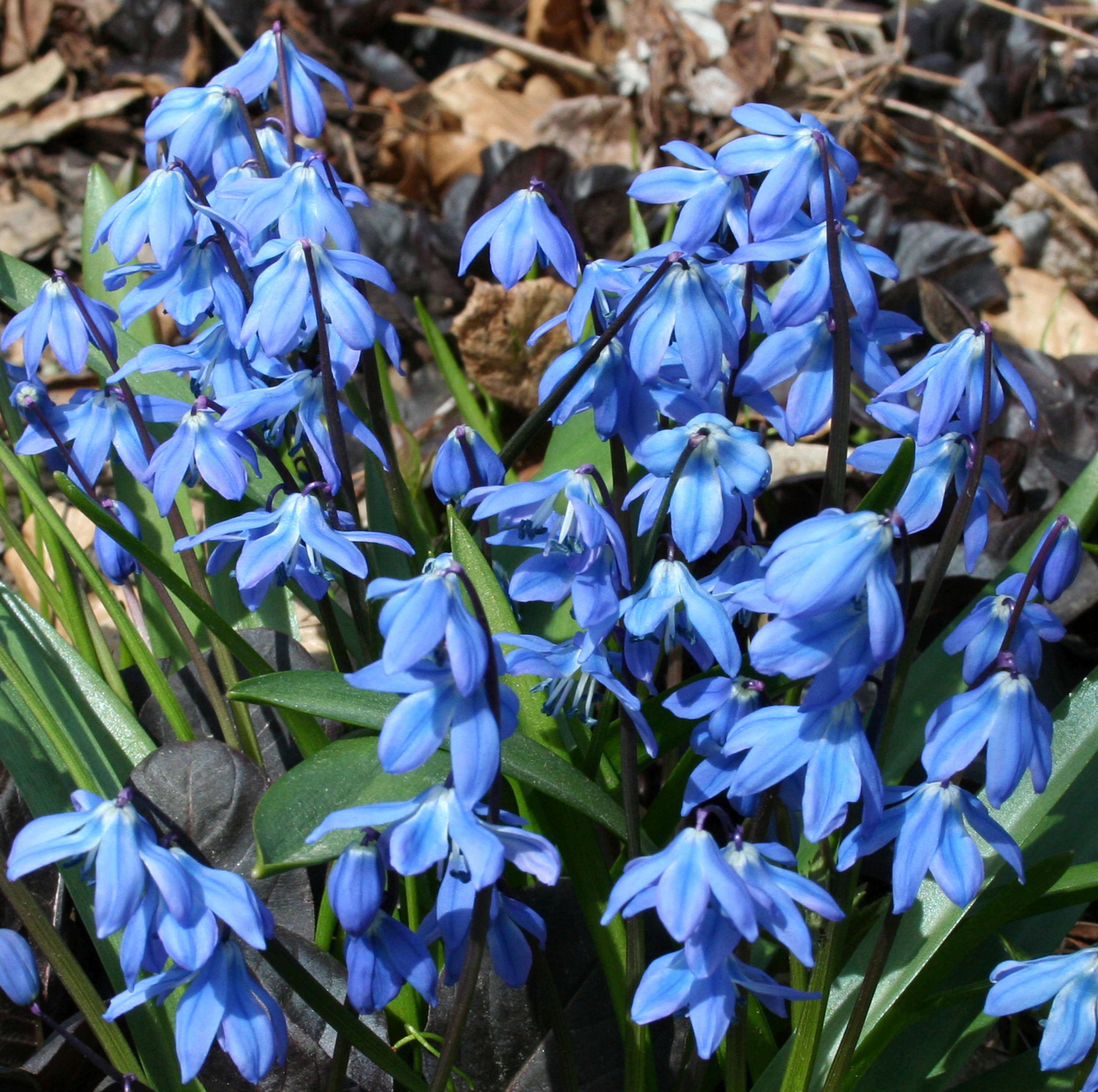 Blühende blaue Krokusse im Garten Blaue Krokusse, die im Frühling blühen, umgeben von grünem Laub