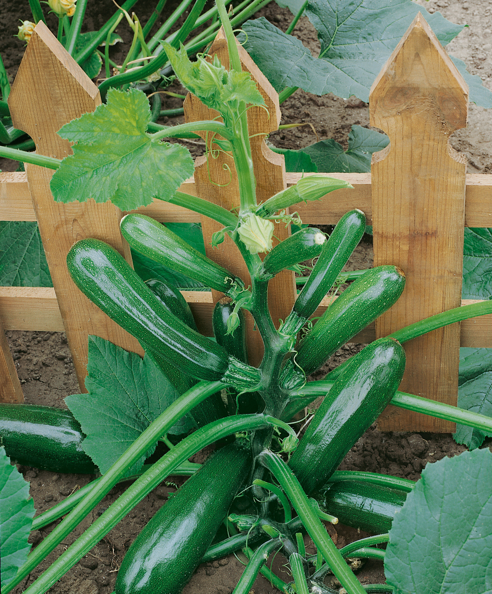 Zucchini Black Forest F1
