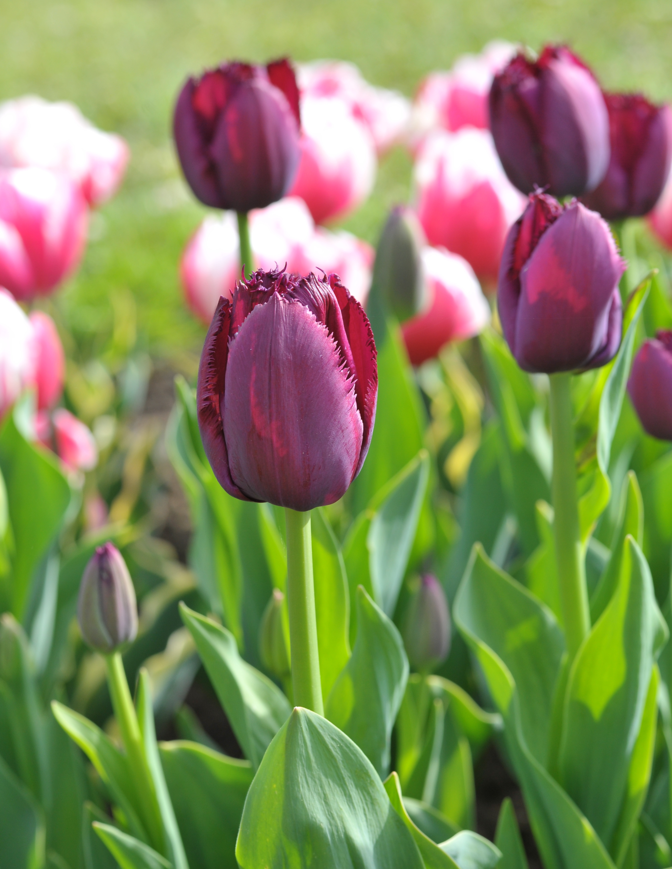 Crispa-Tulpen Curly Sue