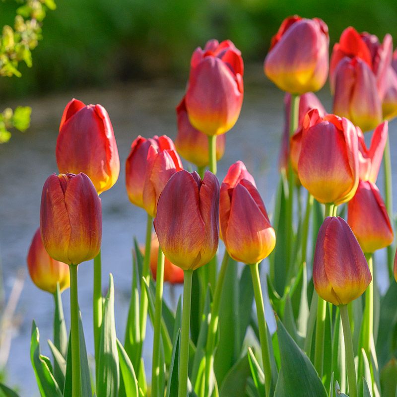 223252_Triumph-Tulpen Amberglow Nahaufnahme roter Tulpen mit gelber Basis und grünen Stängeln, sonnig beleuchtet, im Vordergrund, unscharfer Teich und Garten im Hintergrund