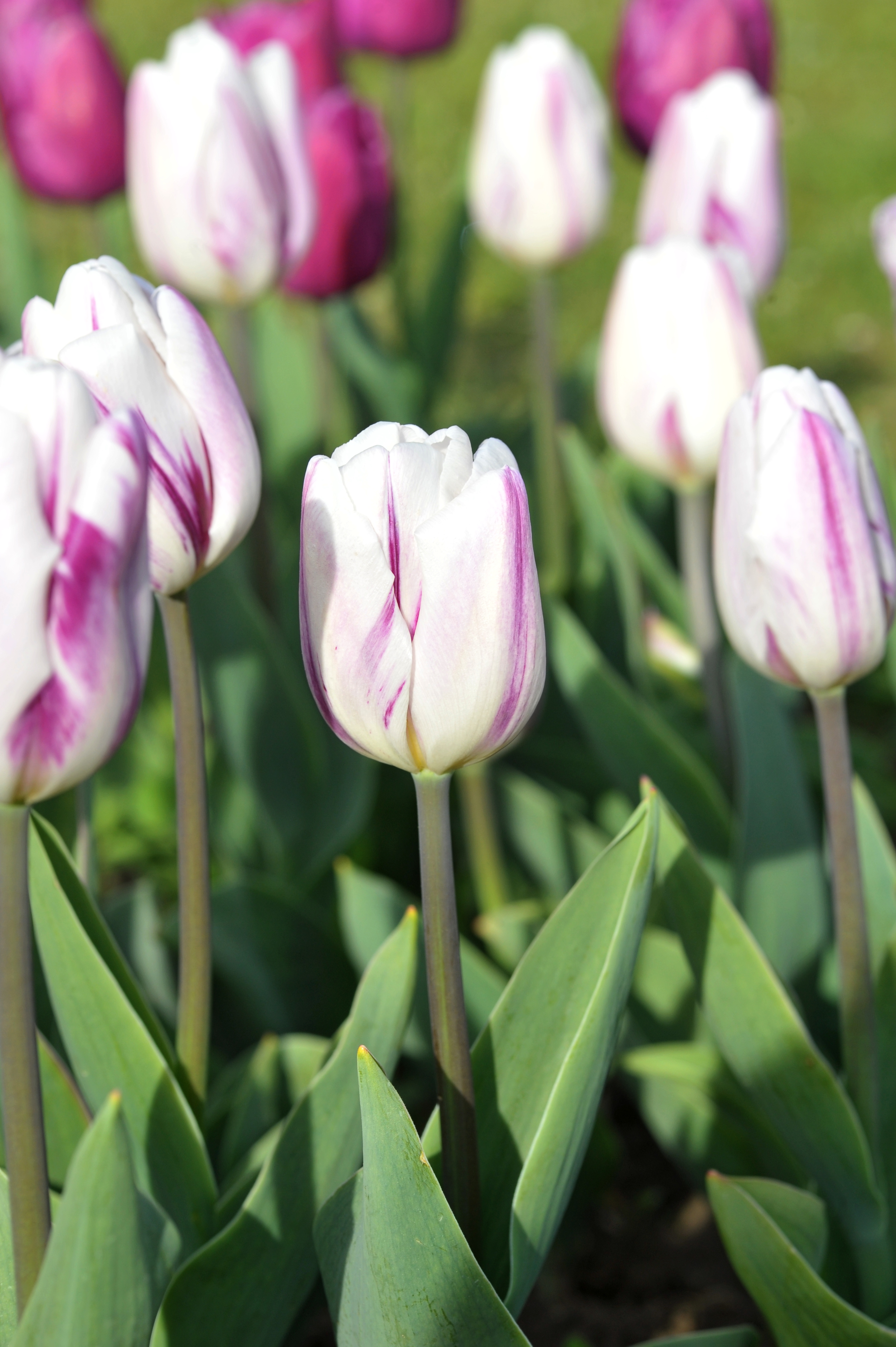 Nahaufnahme weißer Tulpen mit violetten Streifen in einem Gartenbeet, grüne Blätter und Stängel im Vordergrund