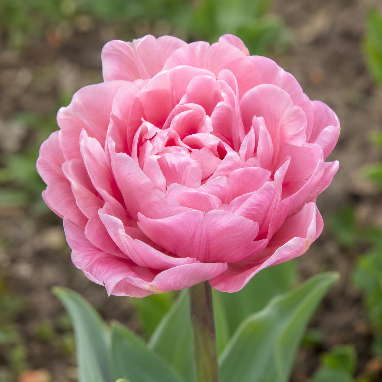 Gefüllte frühe Tulpen Mariage