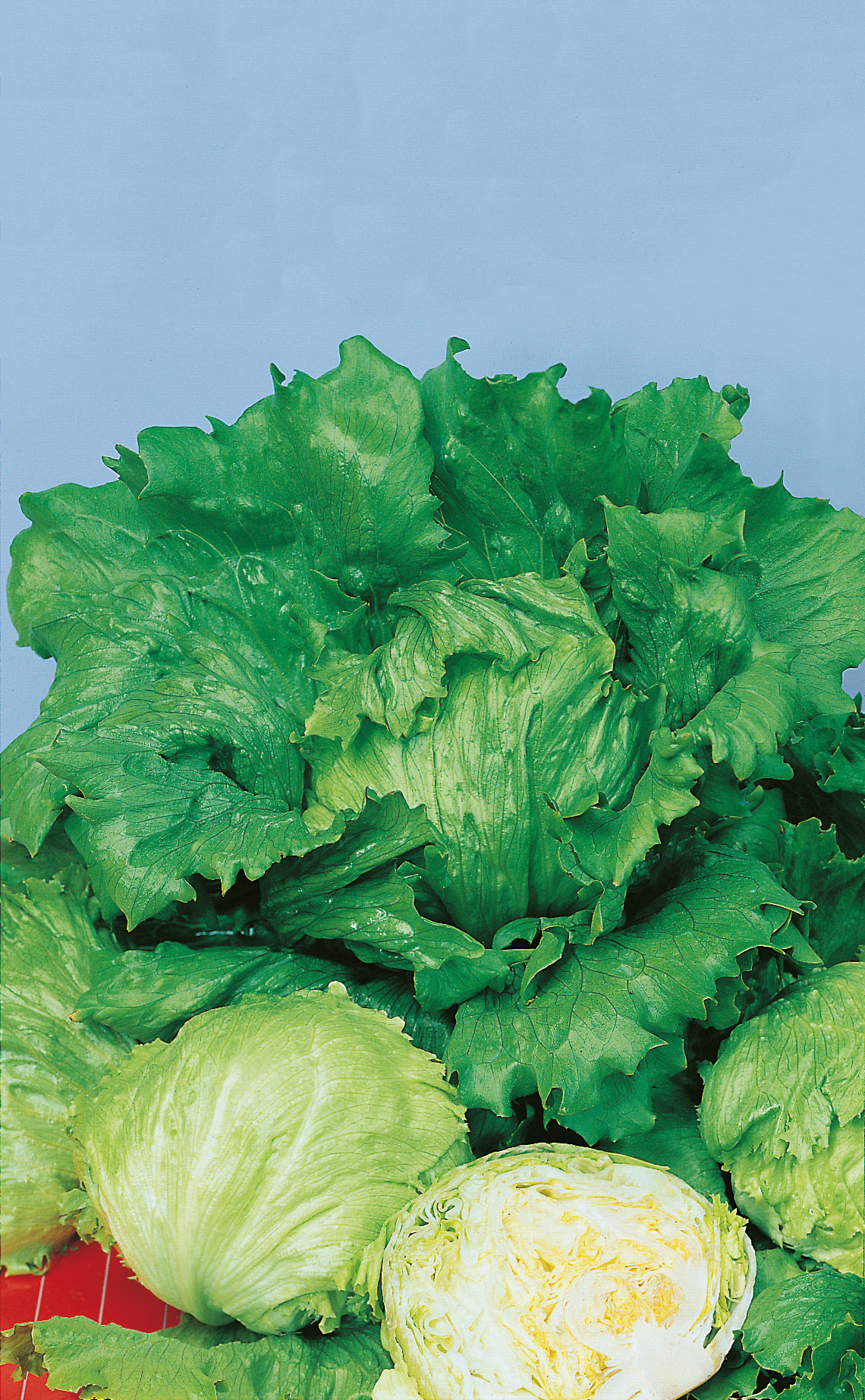 Eissalat Laibacher Eis, Krachsalat