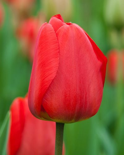 224162_Tulpen Apeldoorn Nahaufnahme einer roten Tulpenblüte mit grünem, unscharfem Hintergrund