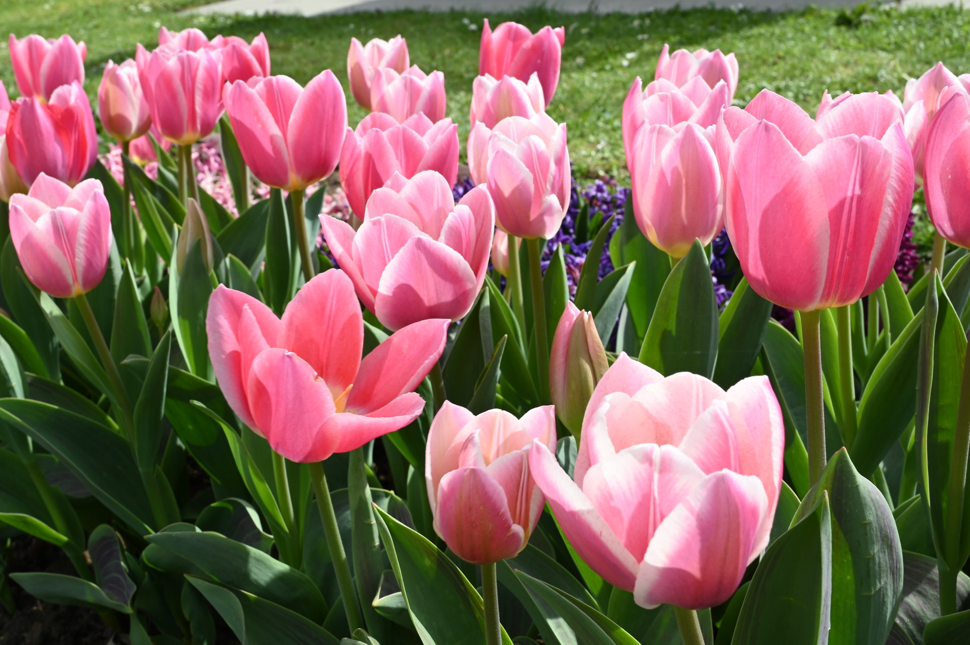 Einfache frühe Tulpen Mandys Choice