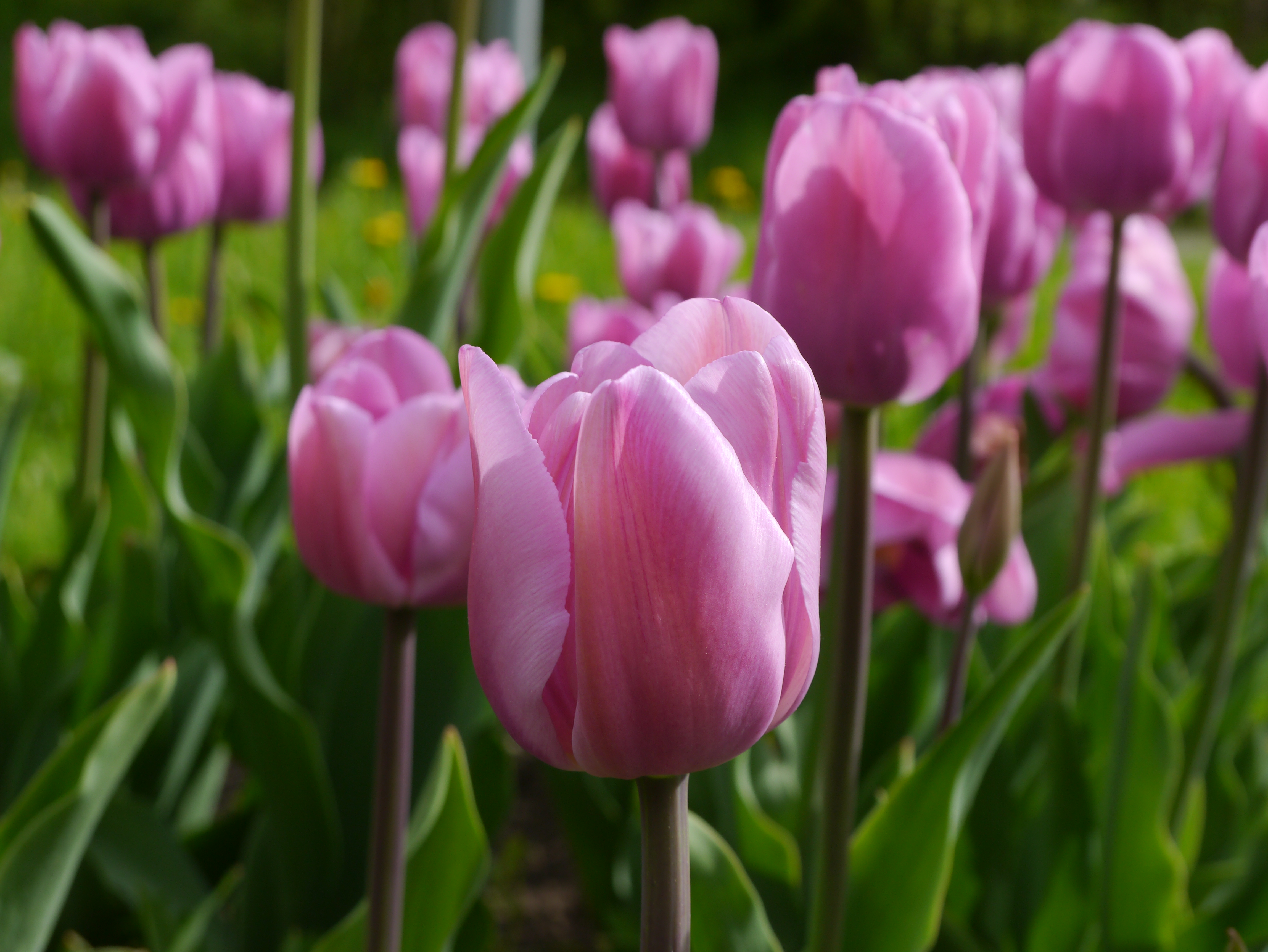 224362_Triumph-Tulpen Alibi_2 Nahaufnahme von rosa Tulpen in einem blühenden Frühlingsbeet mit grünen Blättern im Hintergrund