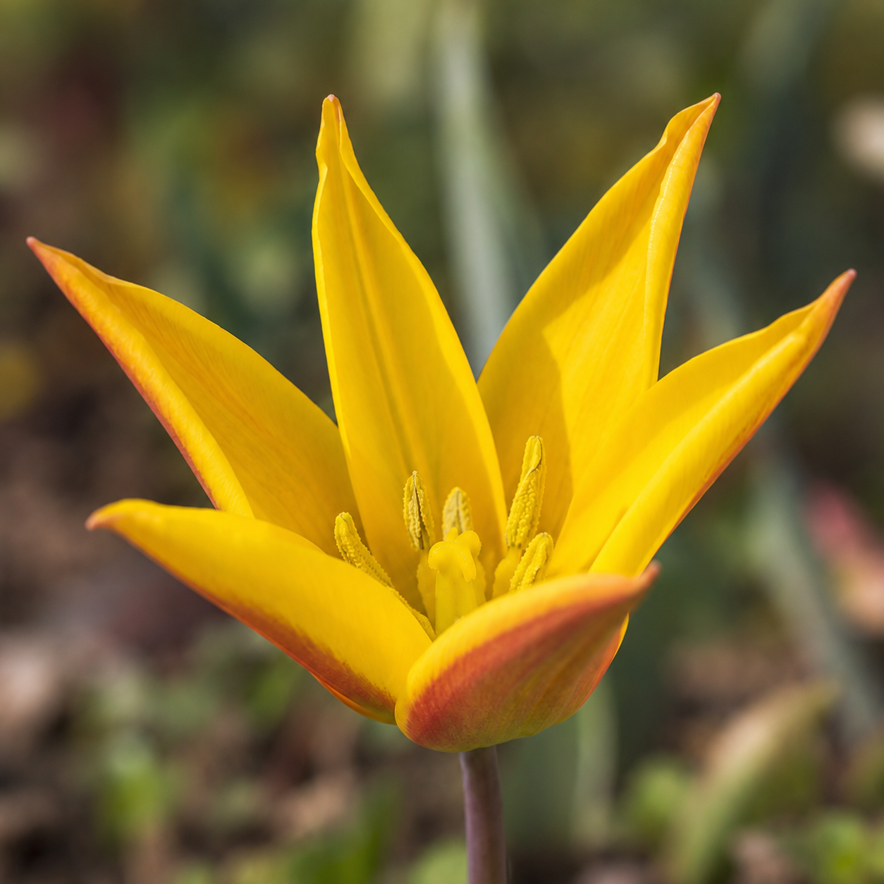 Tulipa kolpakowskiana