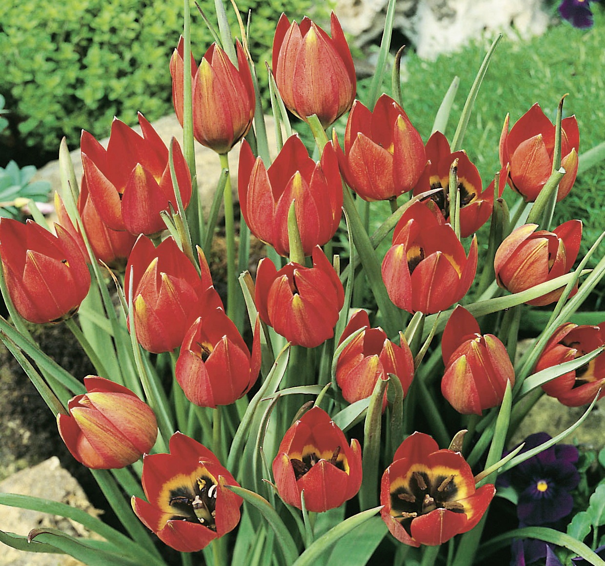 233066_Tulipa hageri FM Nahaufnahme von roten Tulpen in einem Gartenbeet, Frühlingsblüte mit leuchtend roten Blüten, grünen Blättern und violetten Begleitblumen im Hintergrund
