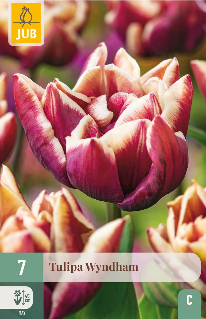 Gefüllte späte Tulpen Wyndham