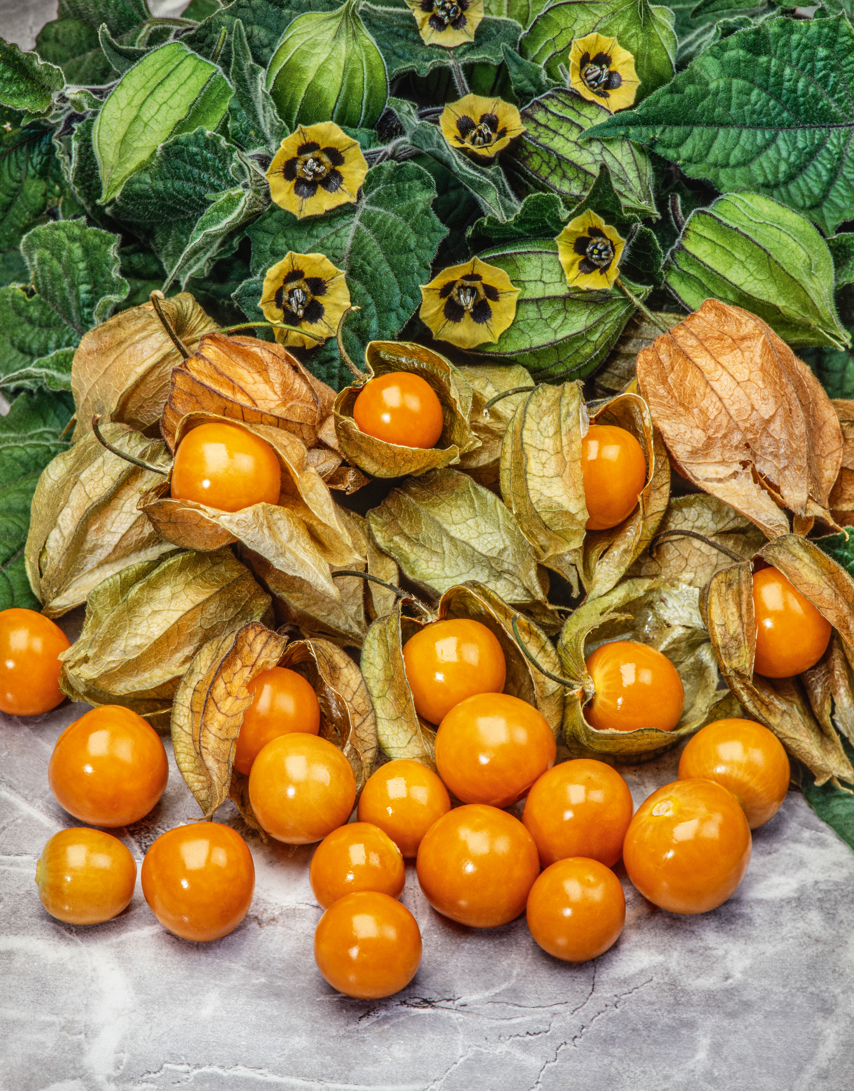 Ananaskirsche Inkakirsche