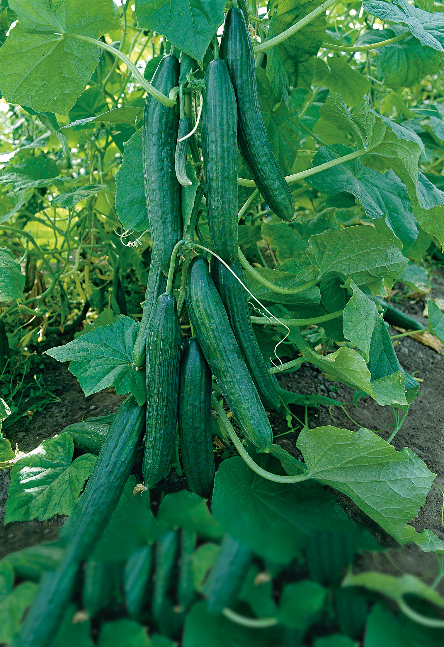 Gewächshausgurken (Bio) Cordoba F1