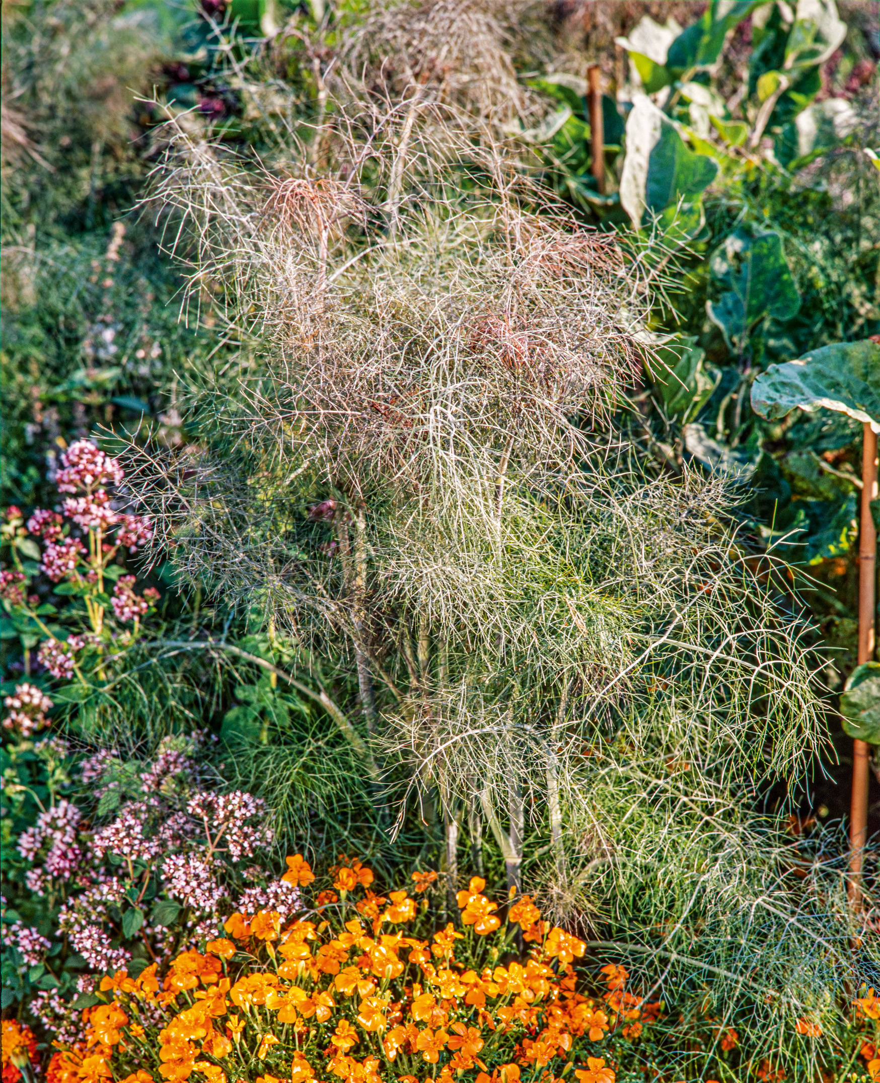 Bronzefenchel Smokey