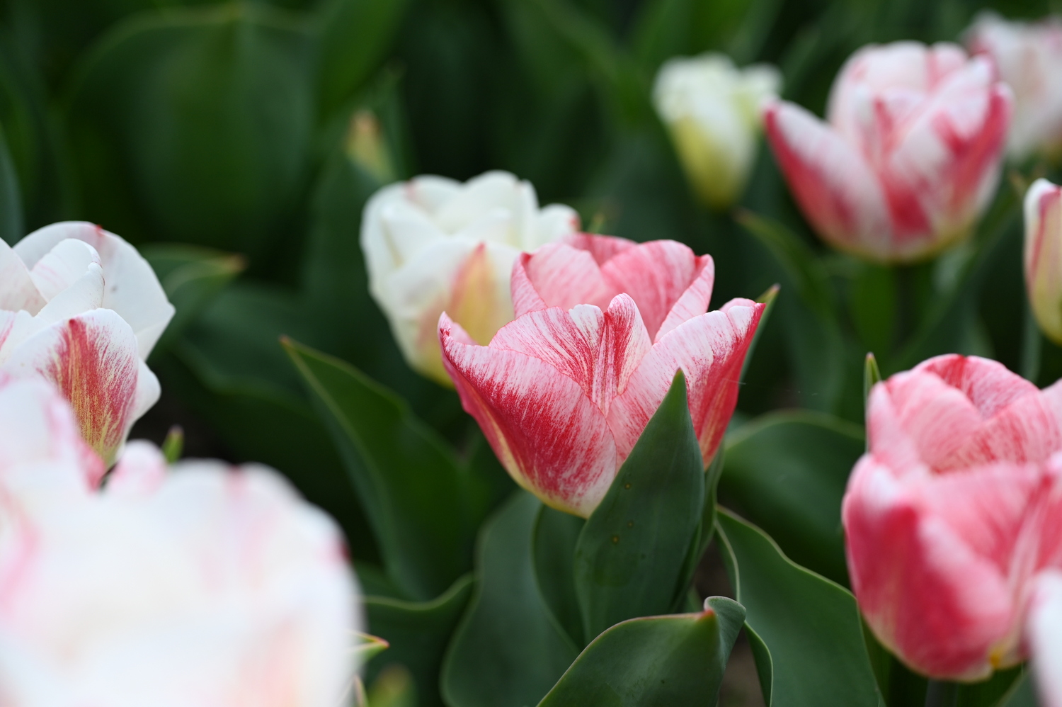 Nahaufnahme einer rosa-weiß gestreiften Tulpe in einem Tulpenbeet, unscharfer grüner Hintergrund