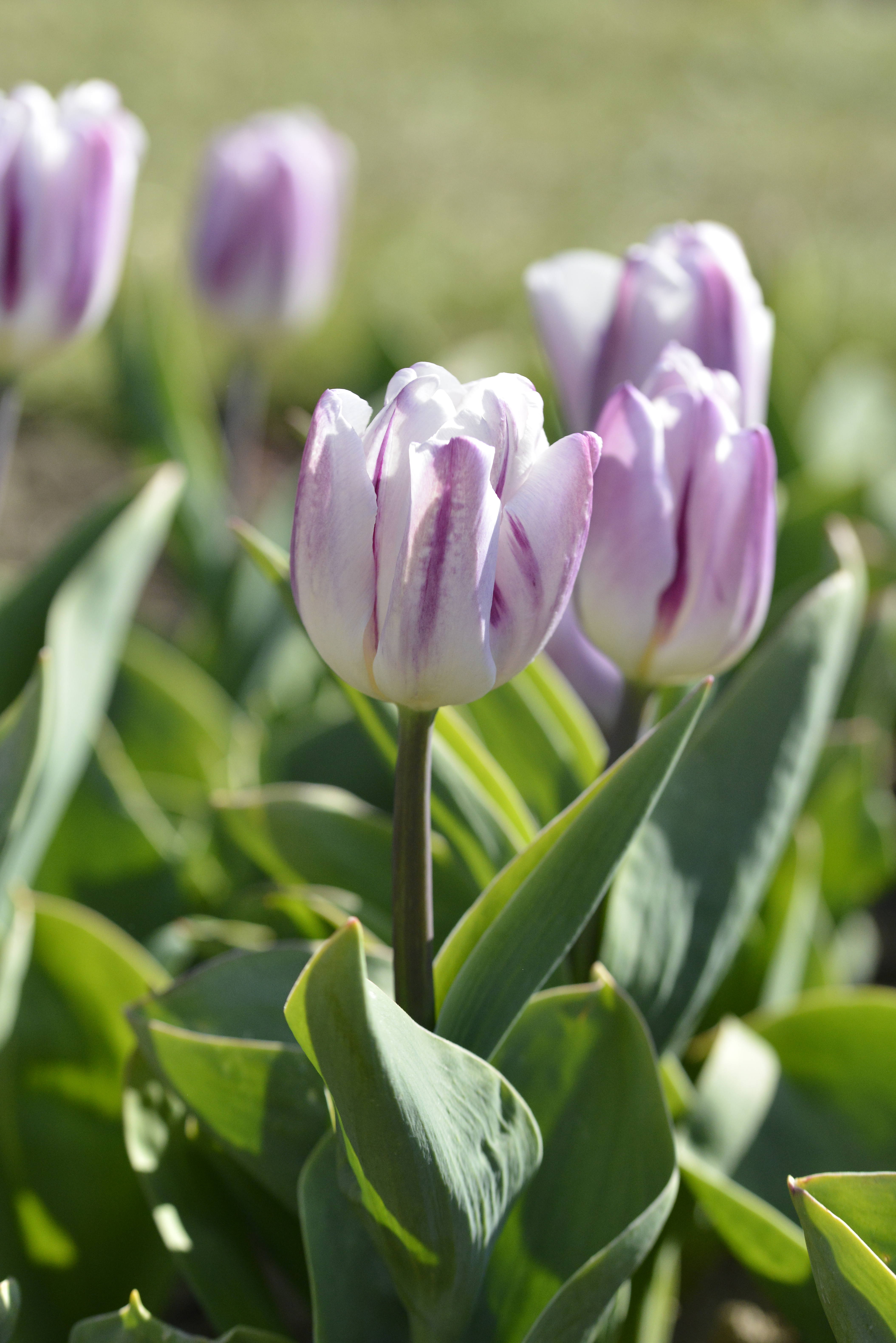 223023_Triumph-Tulpen Flaming Flag Nahaufnahme einer lila-weiß gestreiften Tulpe mit grünen Blättern im Beet