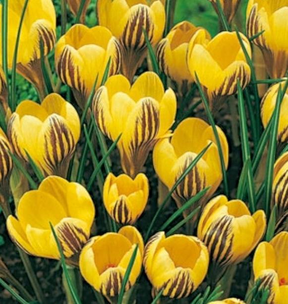 Leuchtend gelbe Krokusblüten mit dunkelbraunen Streifen und schmalen grünen Blättern, Nahaufnahme