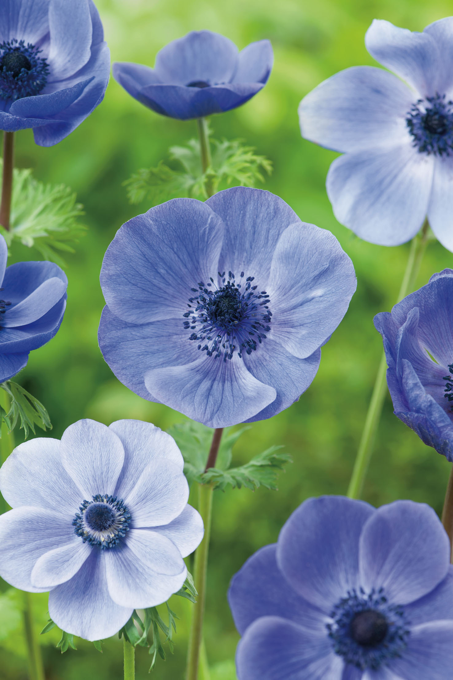265117_Anemonen_coronaria_Mr_Fokker Nahaufnahme mehrerer zartblauer Anemonen (Anemone coronaria) mit dunklem Blütenzentrum vor unscharfem grünem Hintergrund