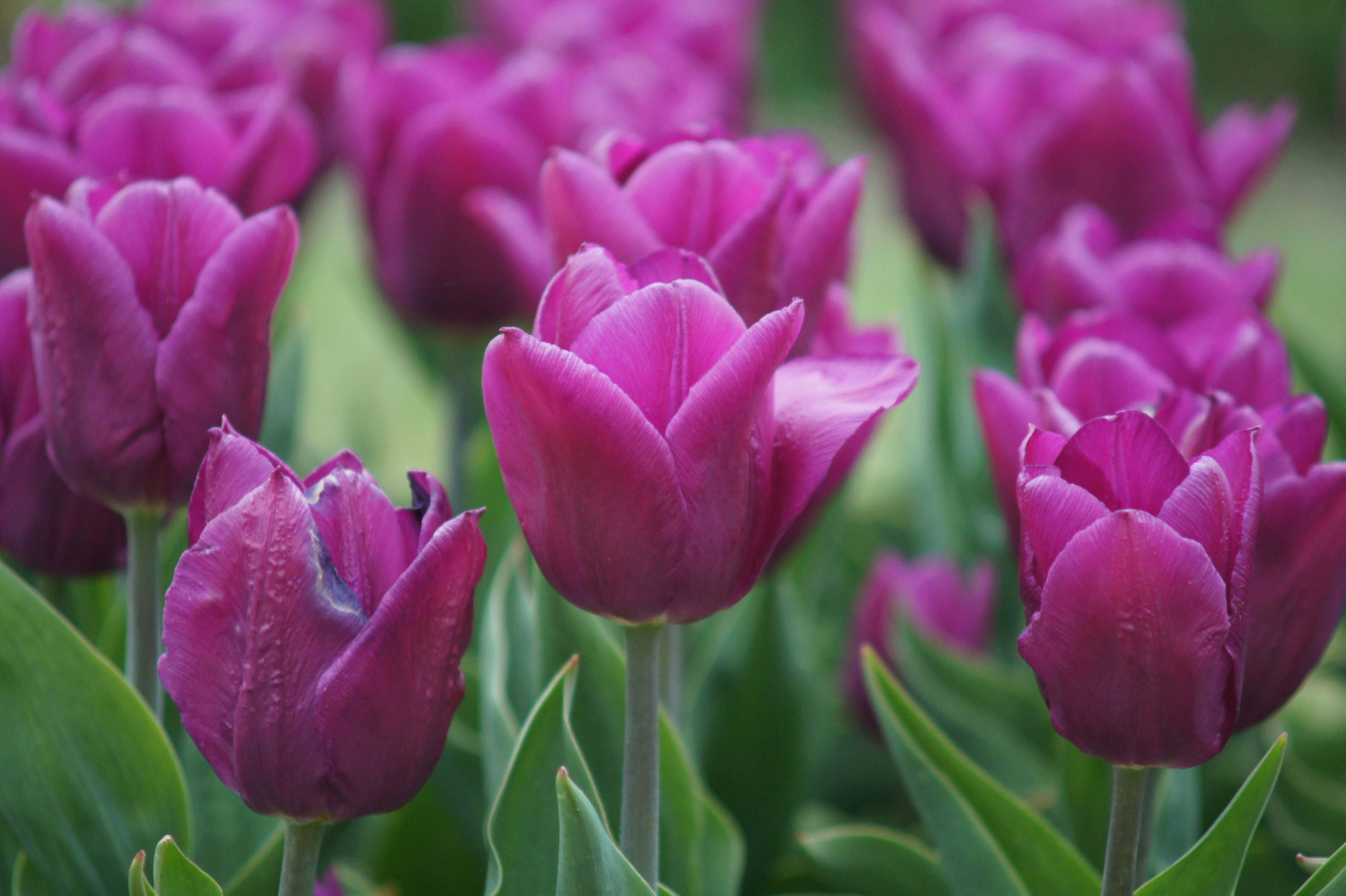 Nahaufnahme von lila Tulpen mit Tautropfen und grünem Laub